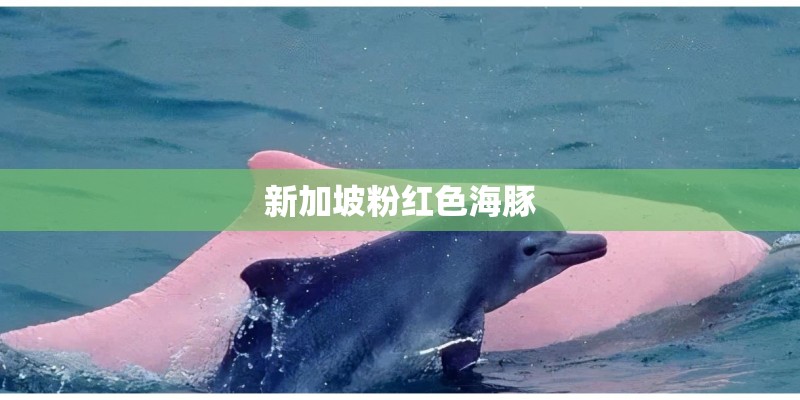 新加坡粉红色海豚