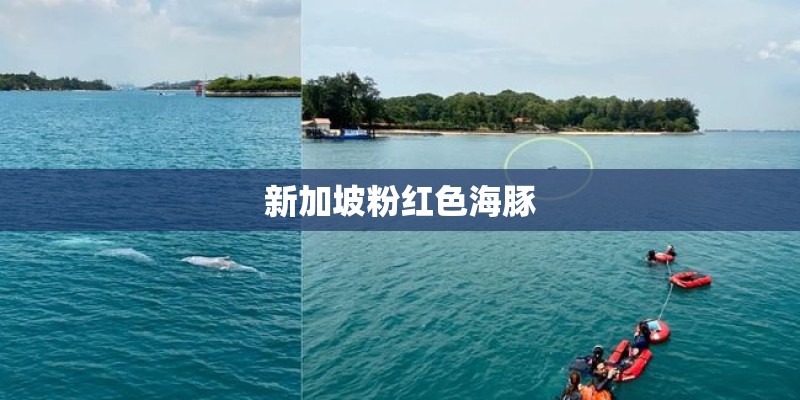 新加坡粉红色海豚